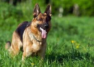 Dog Bites